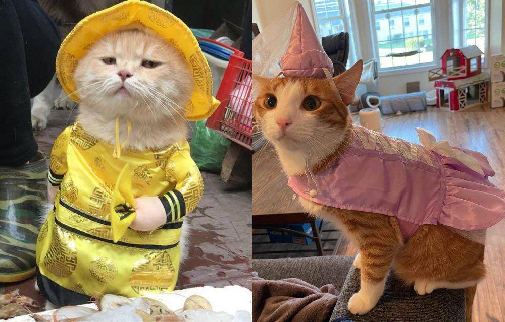 potret kucing memakai kostum (reddit.com/goatkidney | reddit.com/sprigstito2)