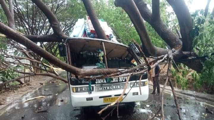 Bus Antar Kota di Bima Bernasib Nahas Tertimpa Pohon Tumbang