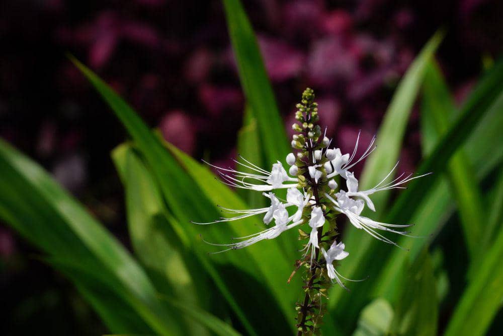 Tanaman kumis kucing (pixabay.com/hartono subagio)