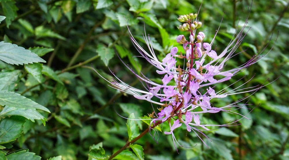 Tanaman kumis kucing (pixabay.com/Suanpa)