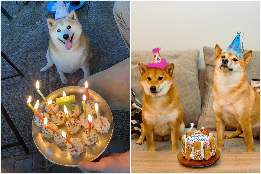 10 Foto Lucu Shiba Inu saat Pesta Ulang Tahun, Topinya Gemas!