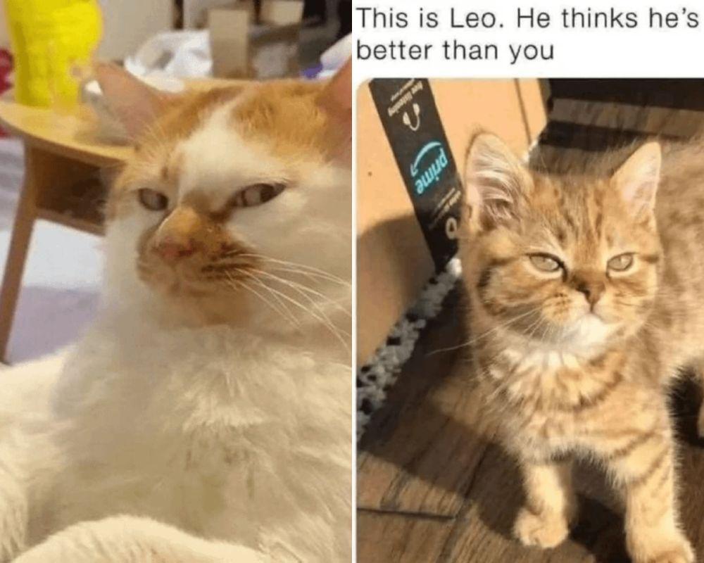 7 Ekspresi Julid Kucing yang Bikin Ngakak, Judes Amat, Cing!