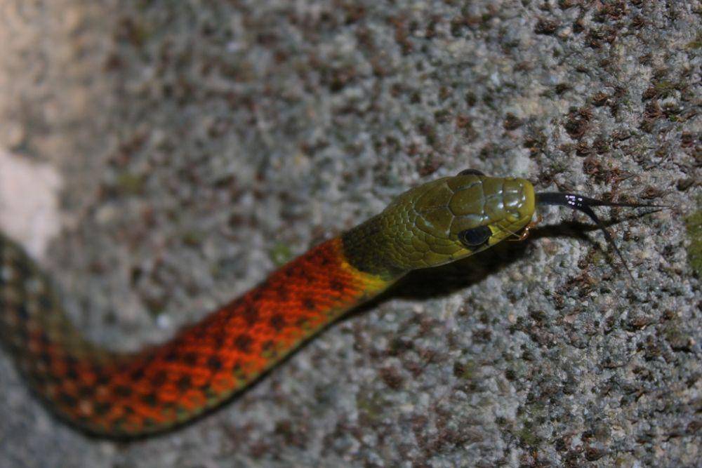 Ular picung menjulurkan lidah (Wikimedia Commons/Thomas Brown)