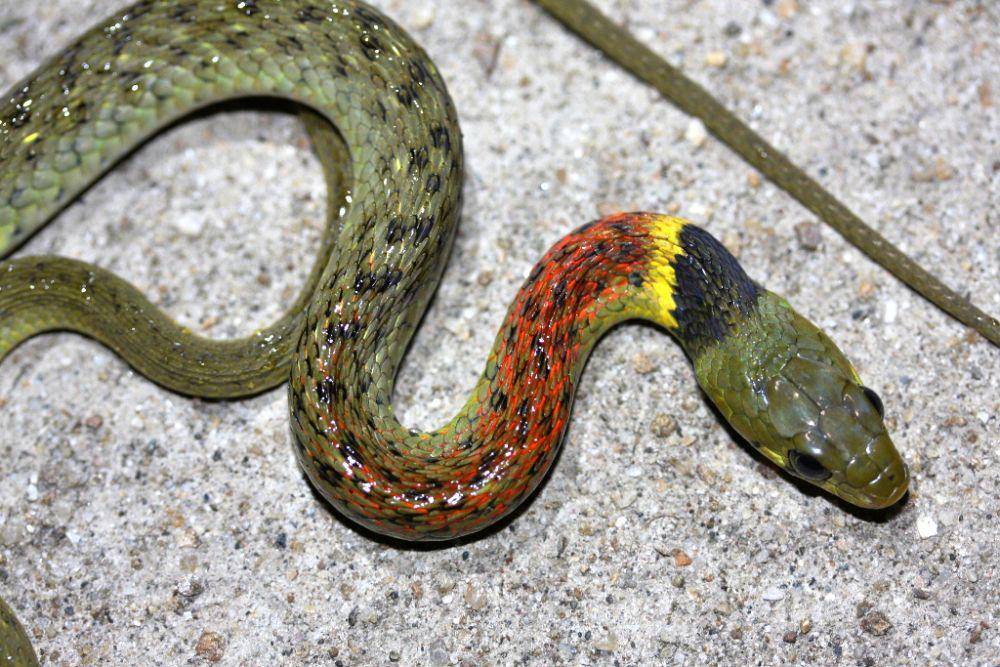 Warna leher ular picung (Wikimedia Commons/Thomas Brown)