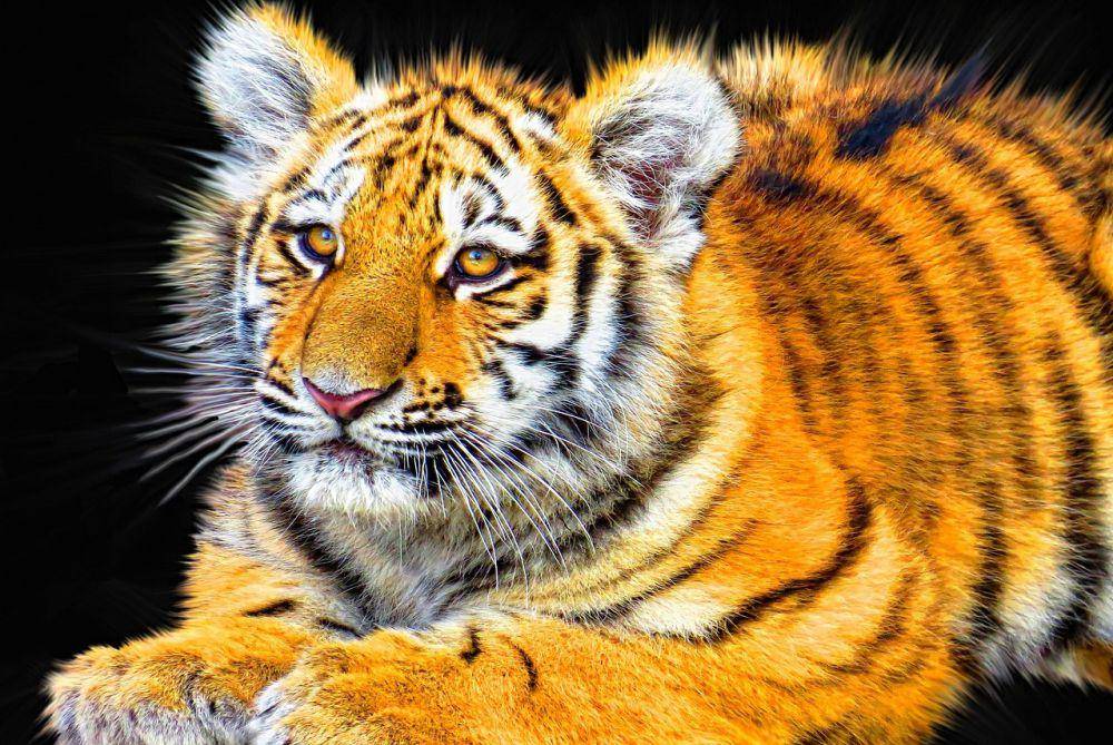 tampak dekat anak harimau (pixabay.com/inspiredimages-57296)