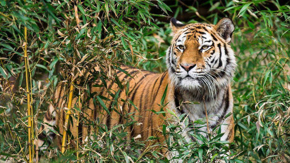 harimau di antara tumbuhan hijau (pixabay.com/r_winkelmann-6830448)