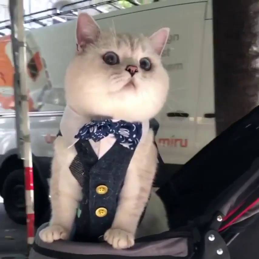 potret gemas anabul di kereta bayi (reddit.com/user/Radish00)