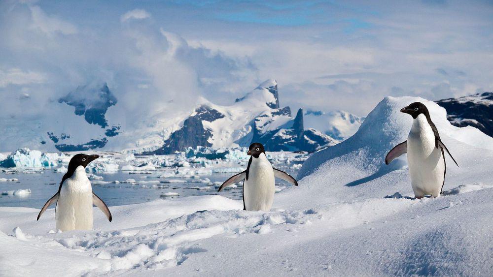 4 Perilaku Menyimpang Penguin. Rusak Reputasinya sebagai Hewan Lucu