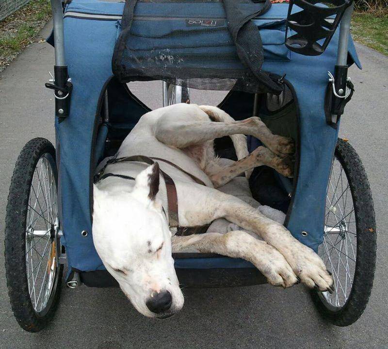 potret gemas anabul di kereta bayi (reddit.com/user/marsharargentino)