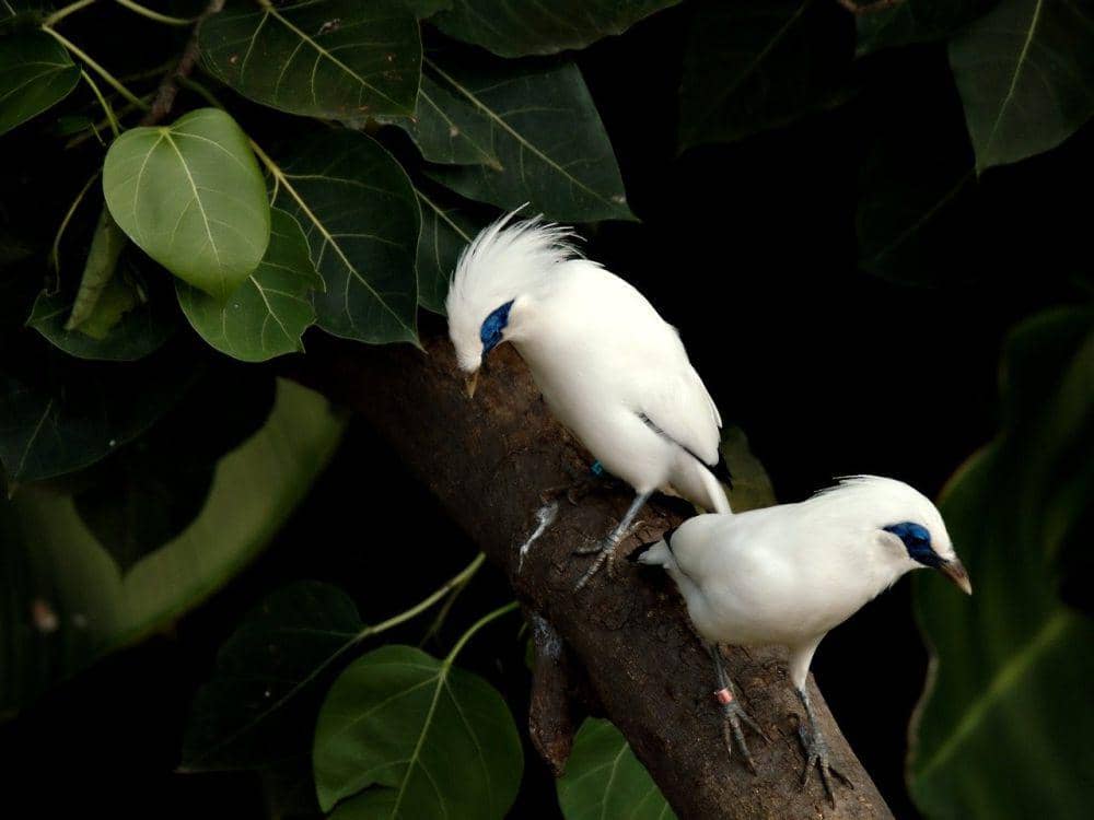 Jalak Bali (pixabay.com/Hartono Subagio)