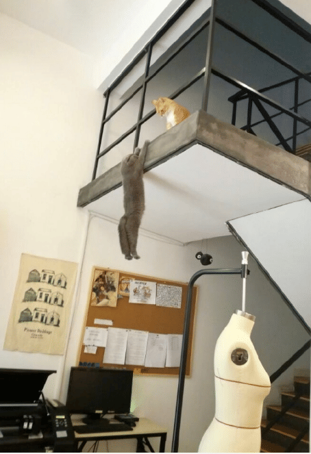 potret persahabatan kucing (reddit.com/Sheazer)