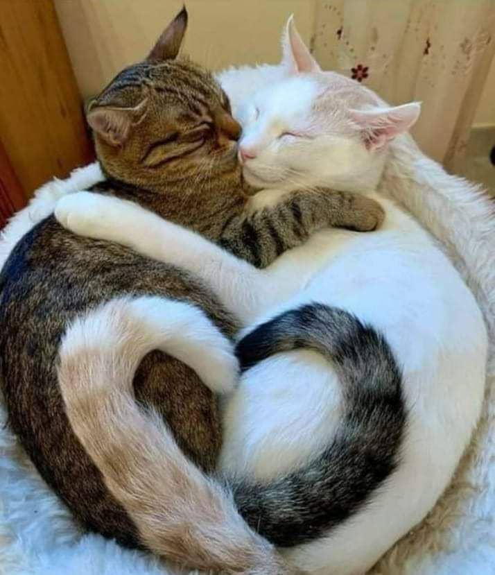 potret persahabatan kucing (reddit.com/Perspectivefriendly)