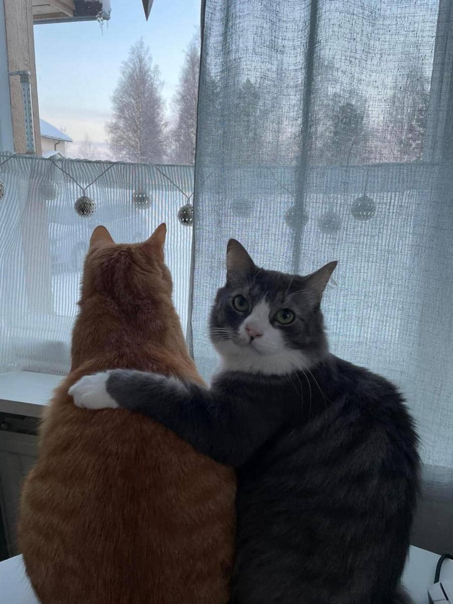 potret persahabatan kucing (reddit.com/vinkulrlu)