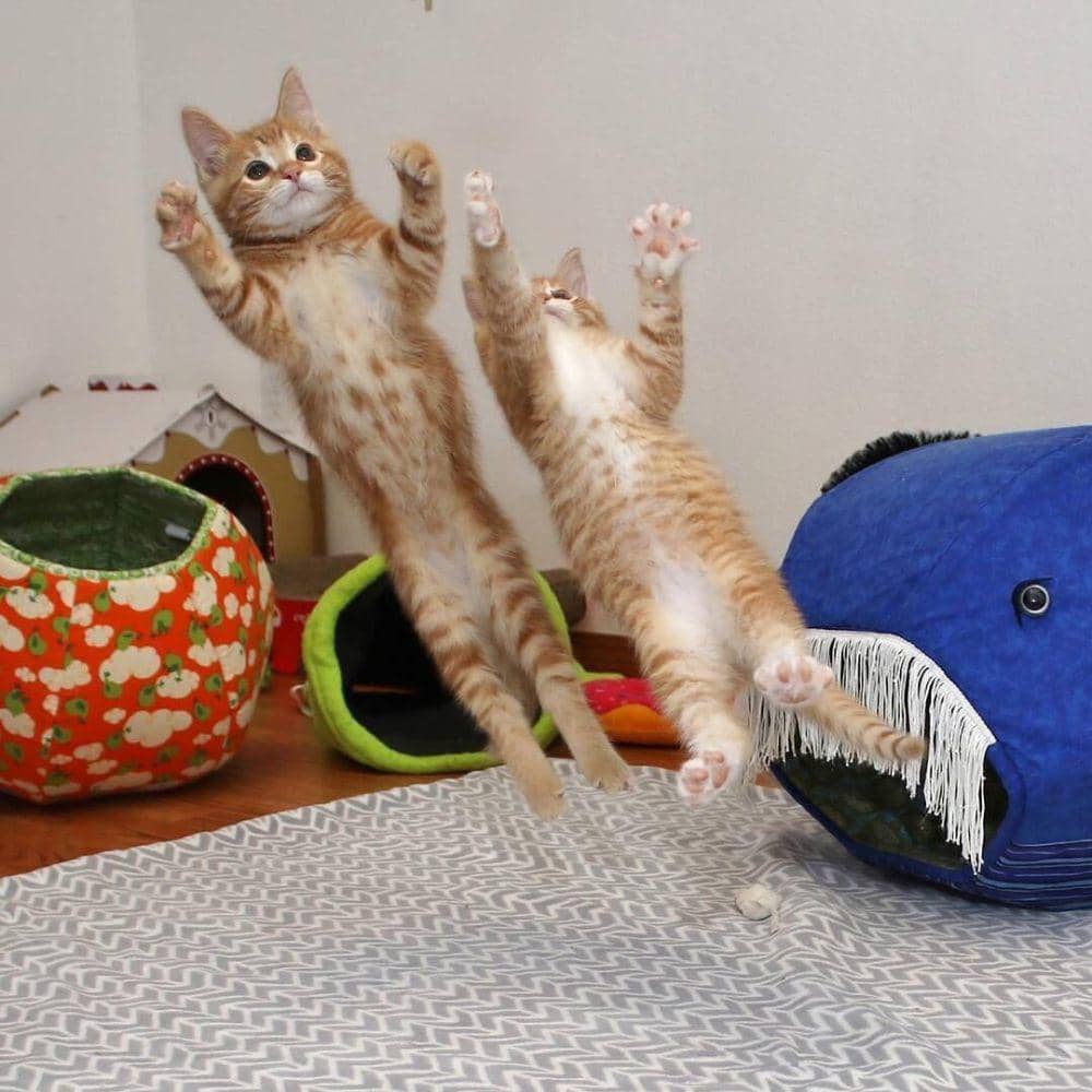 potret persahabatan kucing (reddit.com/photoshopbattles)