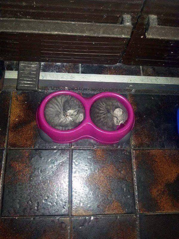 potret persahabatan kucing (reddit.com/amy2kim22)