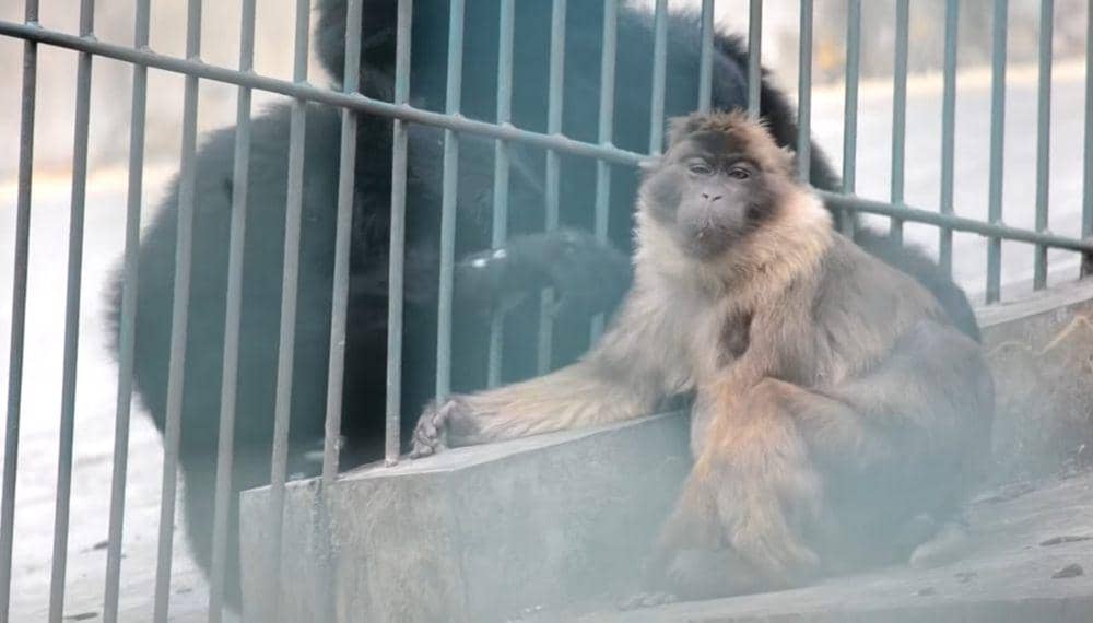 Bokoi (youtube.com/Rahmat DC)