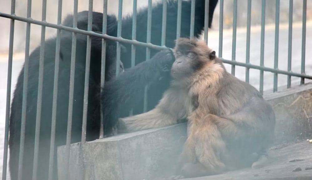 Bokoi (youtube.com/Rahmat DC)