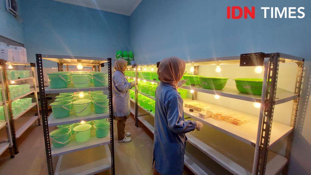 Balai Vektor Salatiga: Nyamuk Wolbachia Bisa Kurangi Kasus DBD Sampai 77 Persen