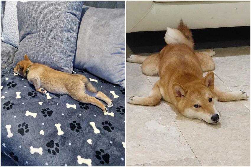 10 Foto Gaya Tidur Shiba Inu Paling Kocak, Malah Cosplay Jadi Kodok