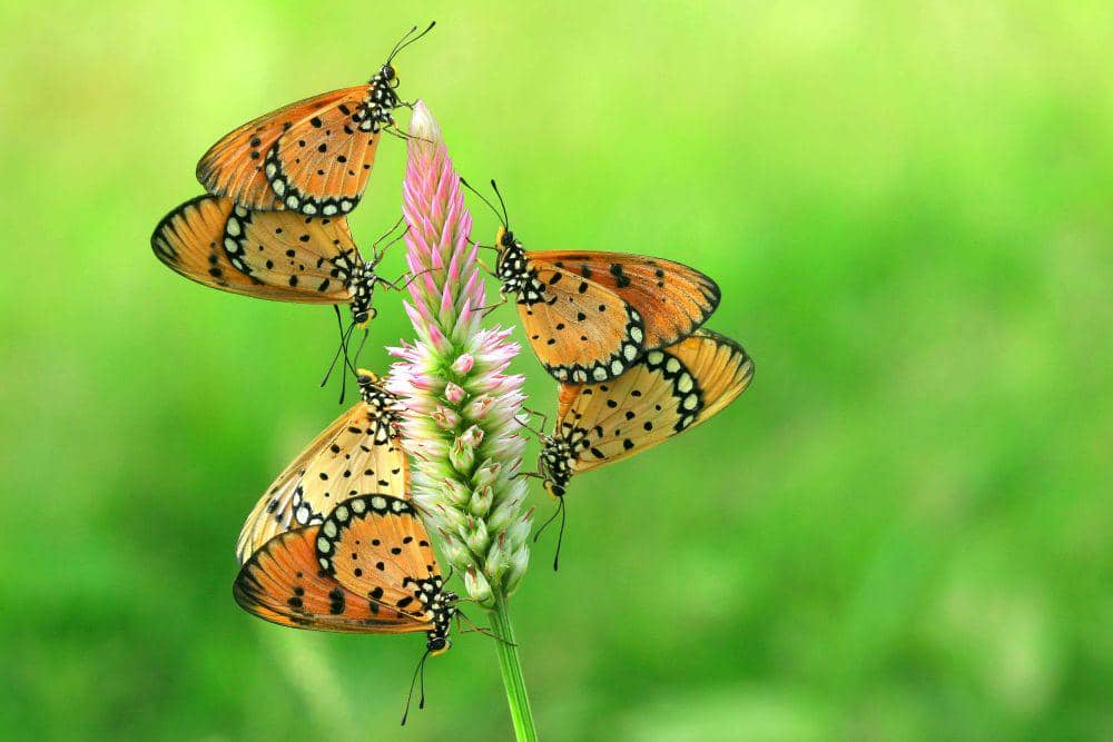 ilustrasi kupu-kupu hinggap di bunga (pexels.com/Jeffry Surianto)