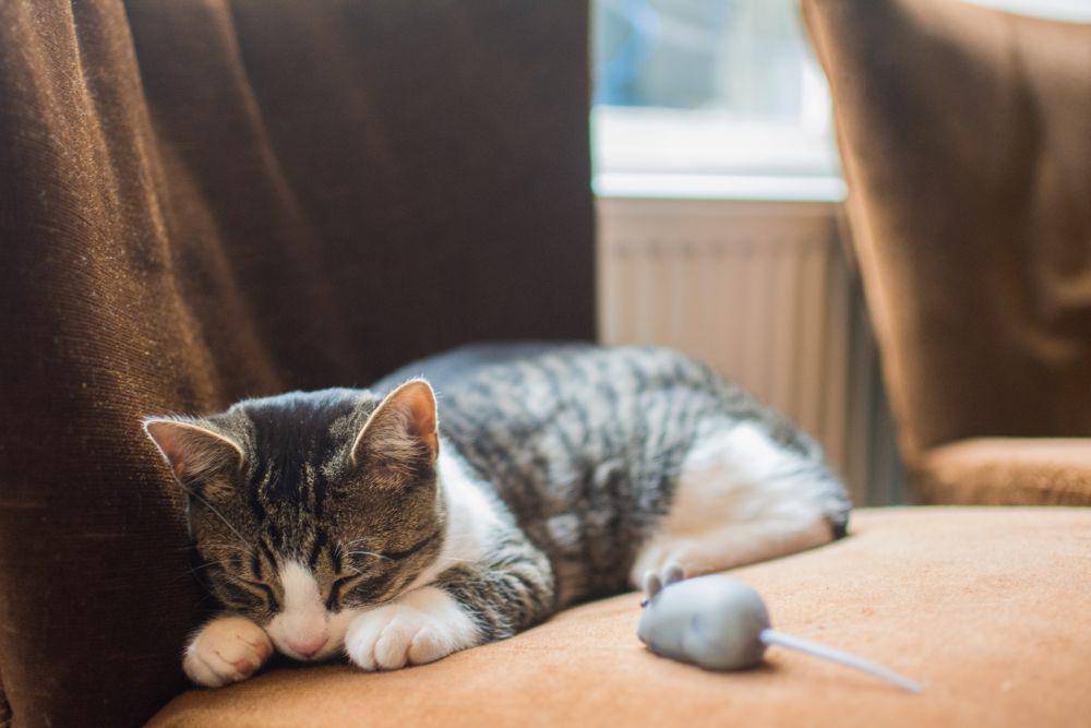 Kenapa Kucing Membawa Tikus ke Rumah? Ini Jawabannya!