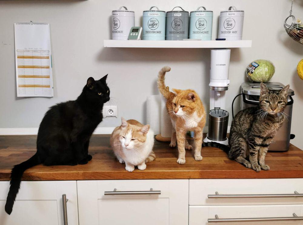 4 Fakta Ilmiah terkait Perilaku Teritorial pada Kucing, Bisa Agresif!