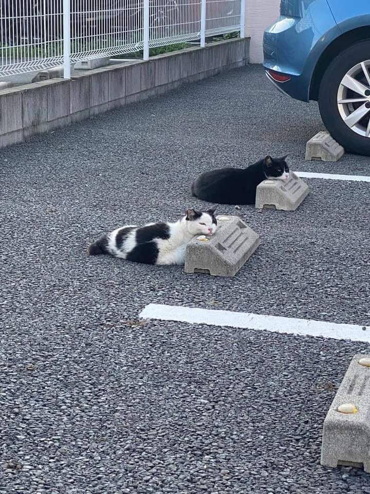 potret persahabatan kucing (reddit.com/ProfessorAbominable)