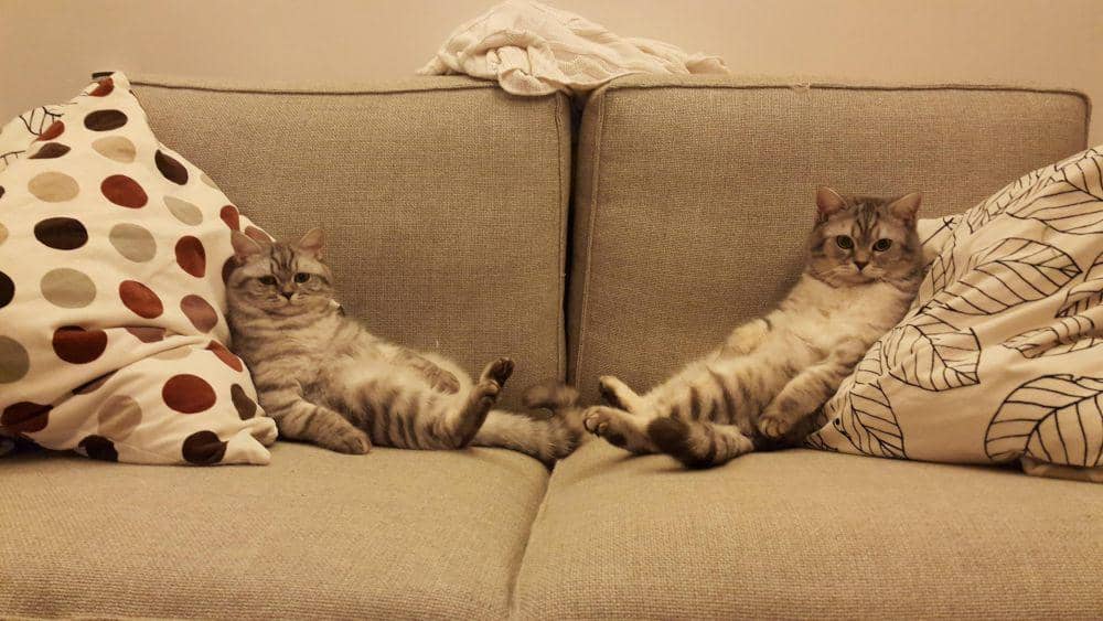 potret persahabatan kucing (reddit.com/v78)