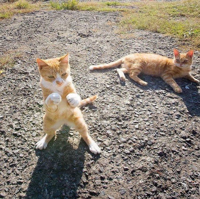 potret persahabatan kucing (reddit.com/definitely_rockstar)