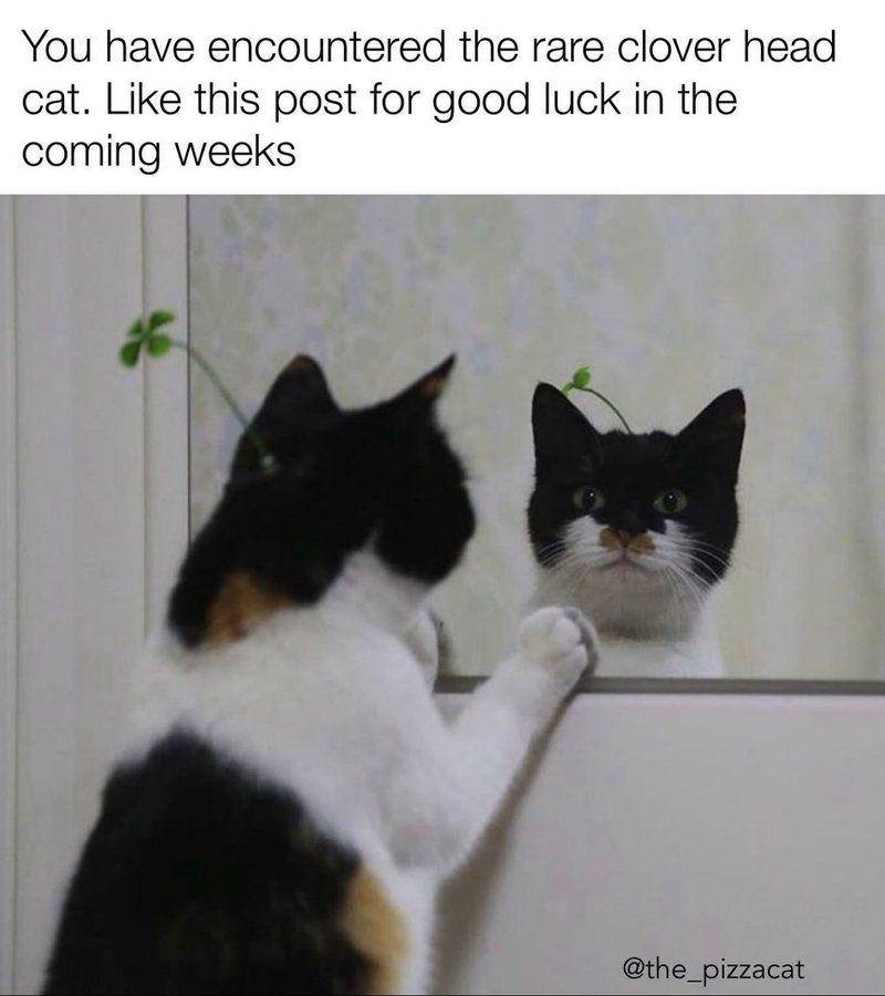 Potret gemas kucing narsis di depan cermin (twitter.com/user/TweetsOfCats)