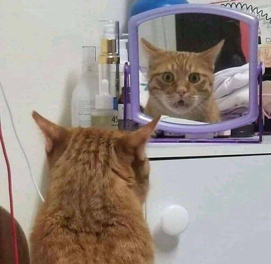 Potret gemas kucing narsis di depan cermin (twitter.com/user/TweetsOfCats)