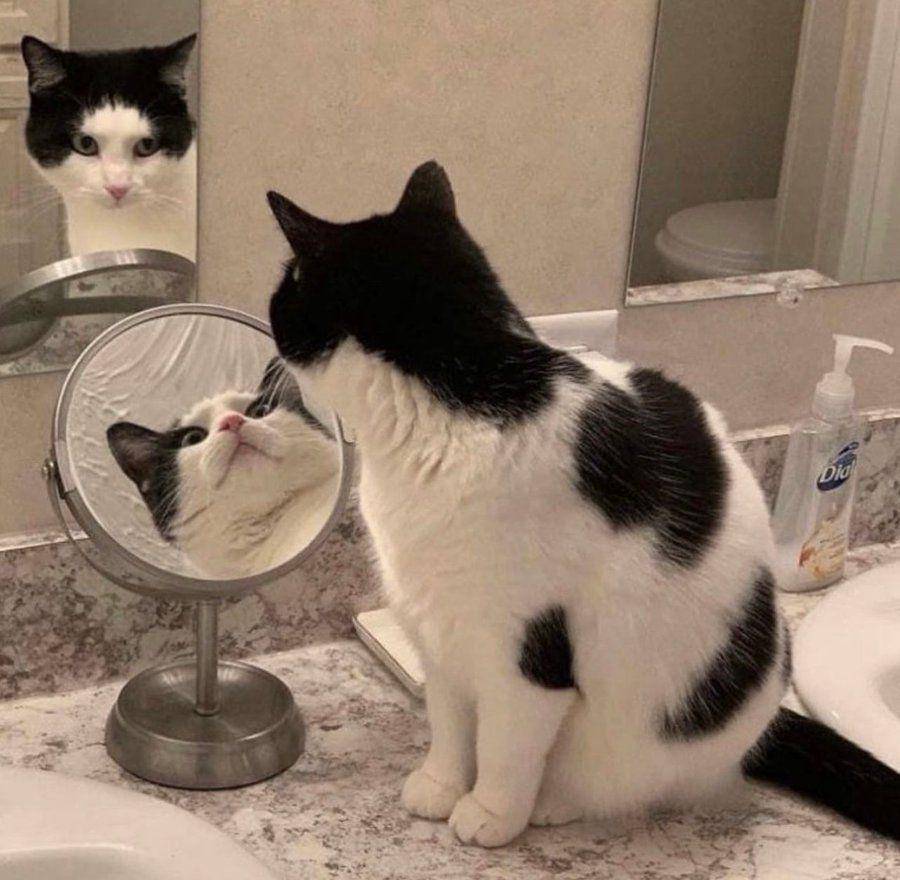Potret gemas kucing narsis di depan cermin (twitter.com/user/TweetsOfCats)