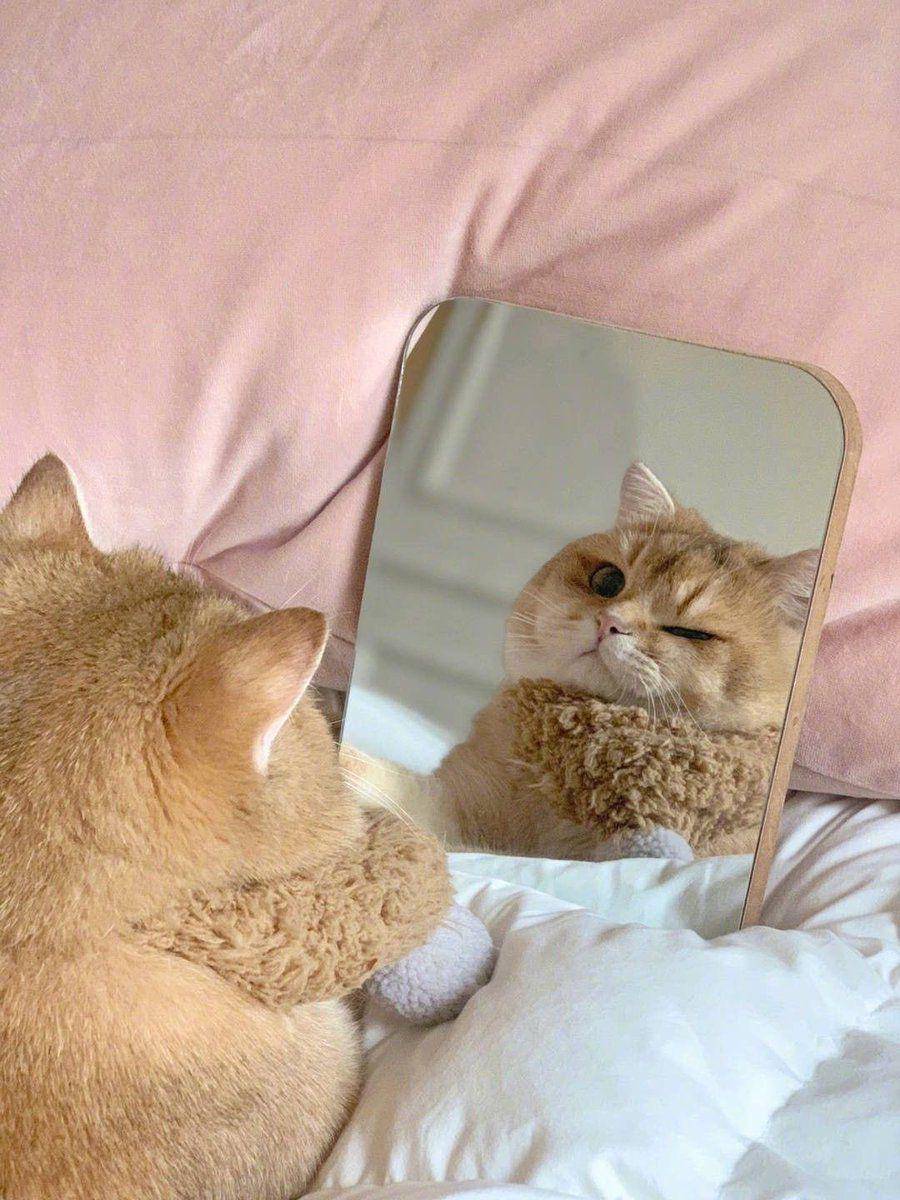Potret gemas kucing narsis di depan cermin (twitter.com/user/cat_auras)