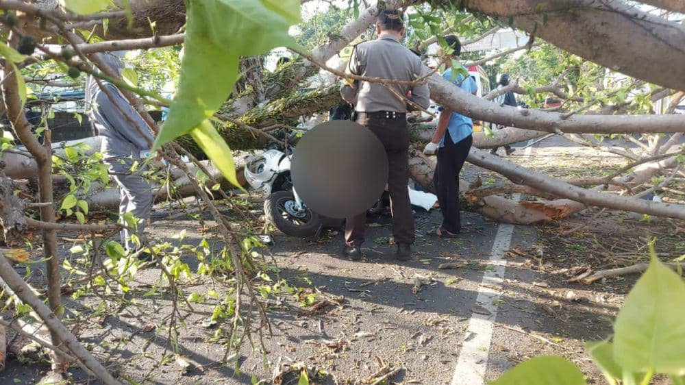 2 Orang Tewas Tertimpa Pohon Tumbang di Malang