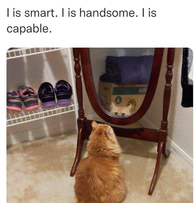 Potret gemas kucing narsis di depan cermin (reddit.com/user/CerrollBaker)