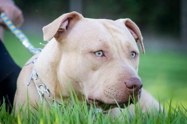 Anjing Pitbull Serang Bocah 9 Tahun di Kabupaten Bandung