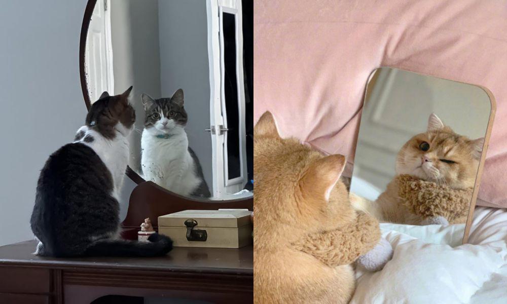 7 Potret Gemas Kucing Narsis di Depan Cermin, Cebelapa Cimut, sih?