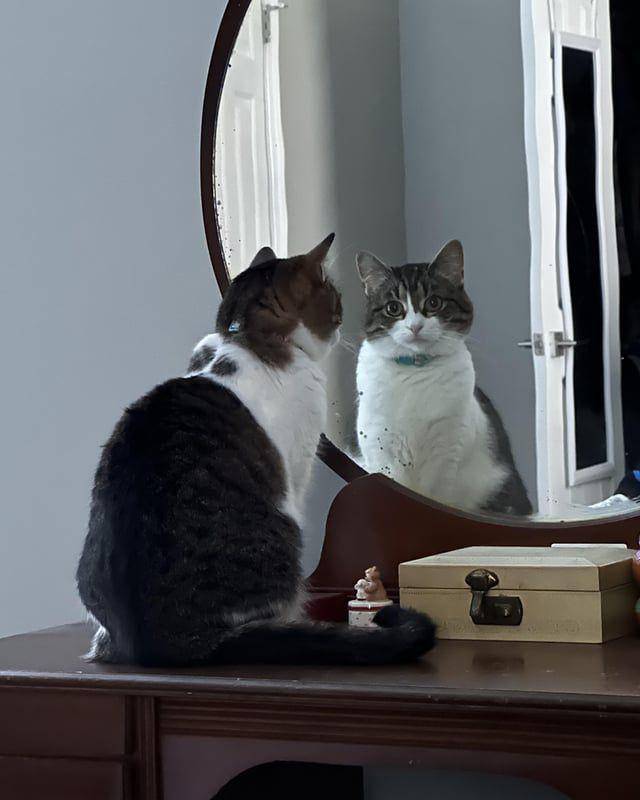 Potret gemas kucing narsis di depan cermin (reddit.com/user/Xwing_Airsoft)