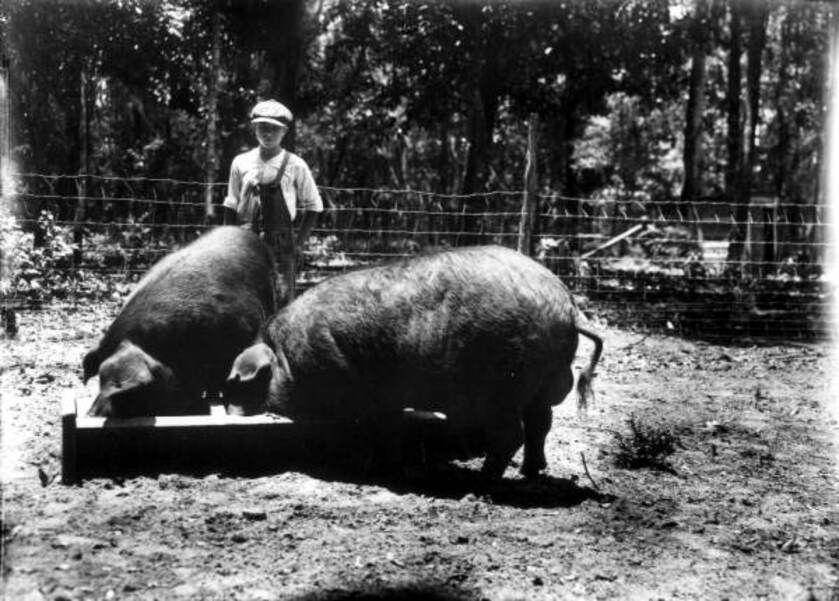 Babi Polandia China di Florida, Amerika Serikat (commons.wikimedia.org/State Library and Archives of Florida)