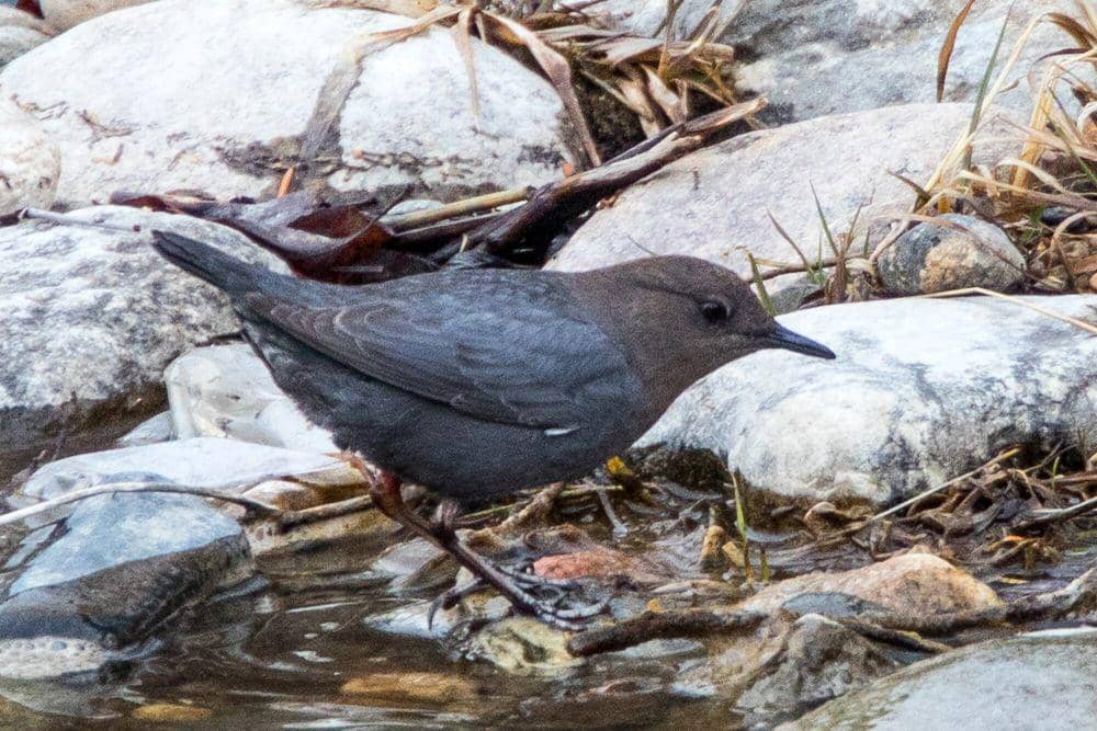 American dipper (commons.m.wikimedia.org/Ron Knight)