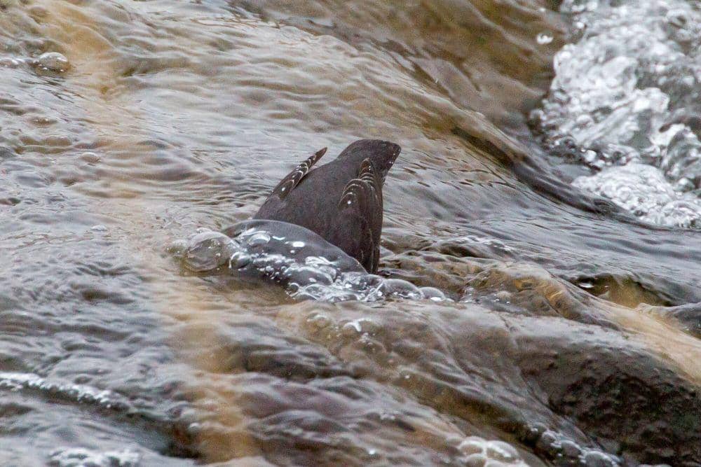 American dipper (commons.m.wikimedia.org/David A. Mitchell)