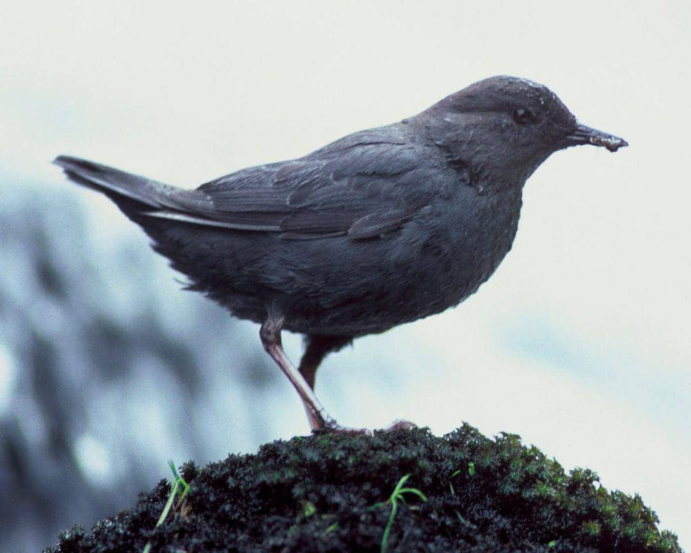 6 Fakta Menarik American Dipper, Mereka Pandai Berenang, Lho!