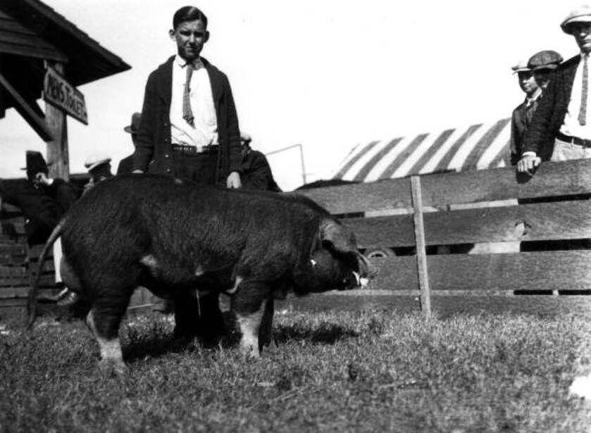 Babi Polandia China dengan seorang anak (commons.wikimedia.org/Florida Memory Project)