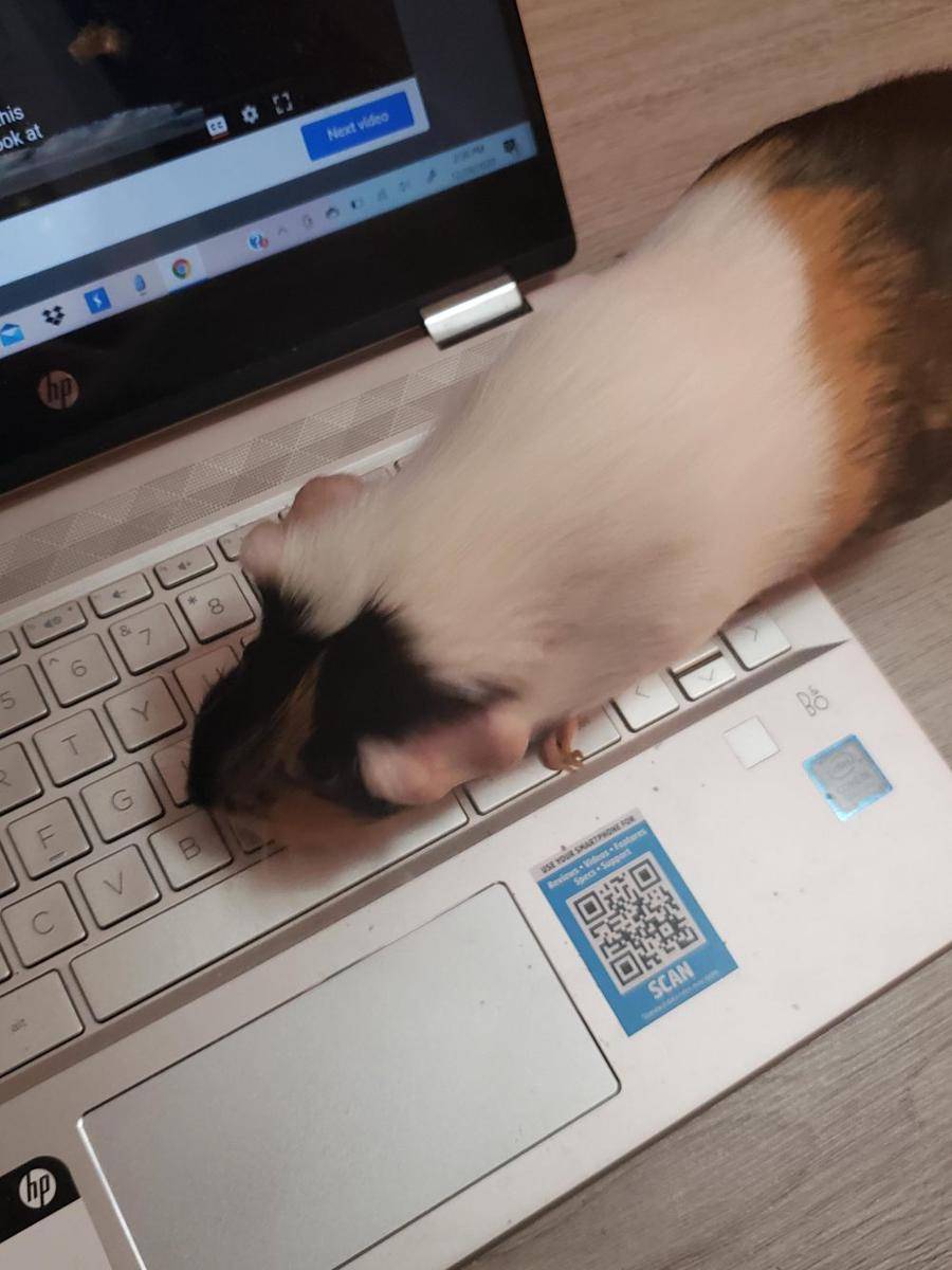 potret anabul ganggu majikannya kerja (reddit.com/user/Ernerdboi2020)