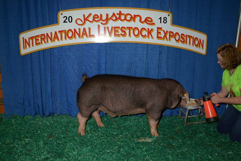 Babi Polandia China di suatu pertunjukan (commons.wikimedia.org/Keystone International)
