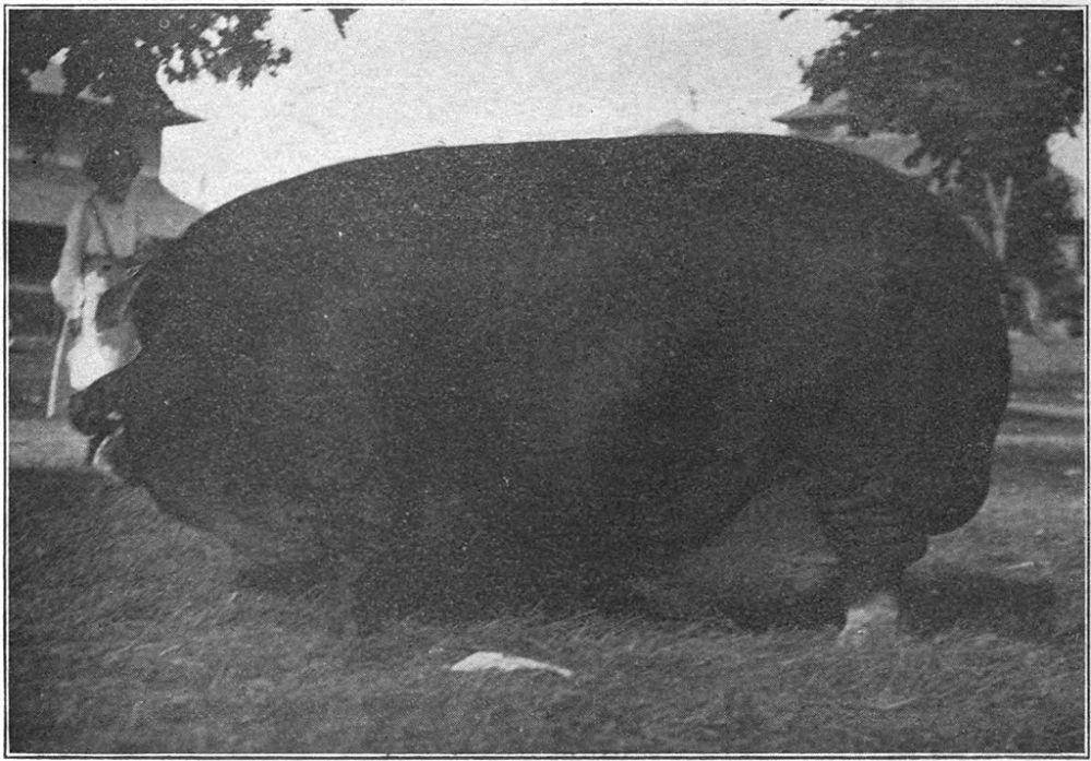 Babi Polandia China berukuran sangat besar (commons.wikimedia.org/George E. Day)