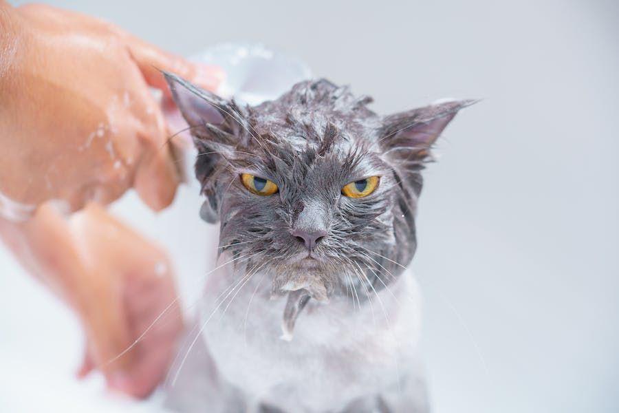 Apakah Kucing Hamil Boleh Dimandikan? Ini Fakta dan Tipsnya