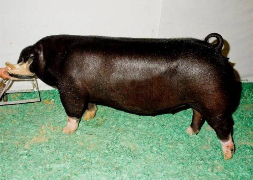 Babi Polandia China (afs.ca.uky.edu)