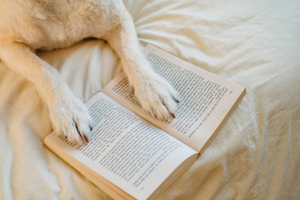 buku dan anjing (pexels.com/Samson Katt)