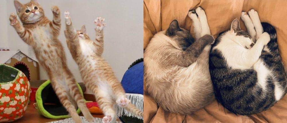 9 Potret Persahabatan Kucing yang Cute Abis, Manis Banget, deh!